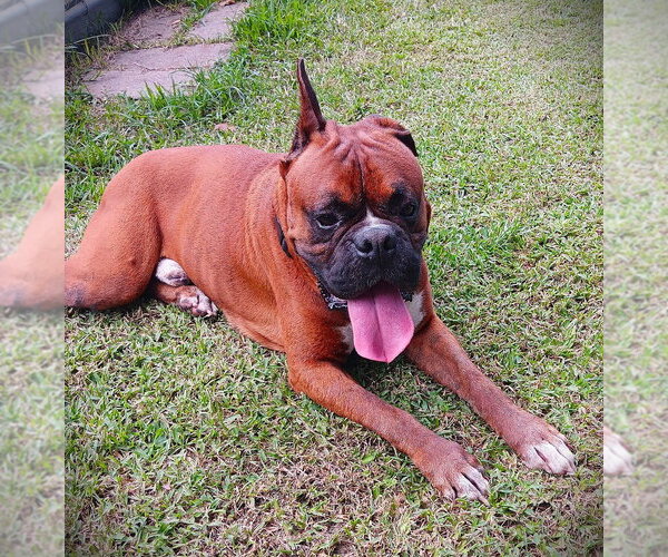 Medium Photo #3 Boxer Puppy For Sale in Austin, TX, USA