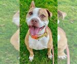 Small American Pit Bull Terrier Mix