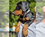 Small #4 Doberman Pinscher
