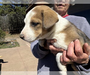 Australian Shepherd-Unknown Mix Dogs for adoption in Chama, NM, USA