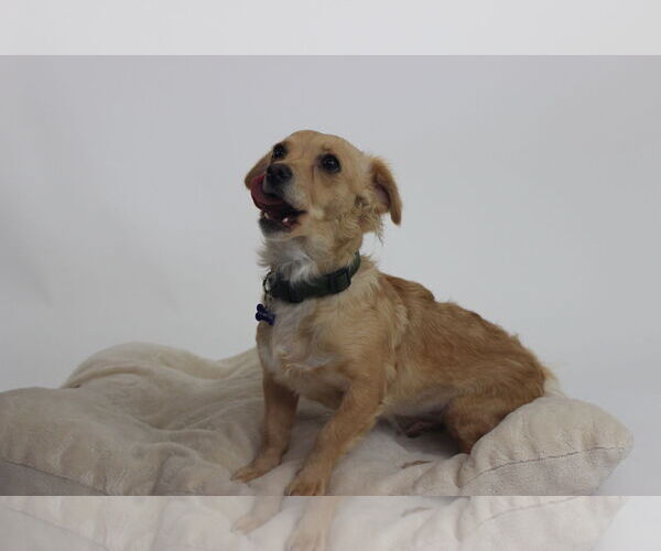 Medium Photo #2 Chihuahua-Unknown Mix Puppy For Sale in Berkeley, CA, USA