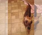 Small Chiweenie