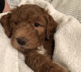 Small Photo #5 Goldendoodle Puppy For Sale in HARTVILLE, OH, USA