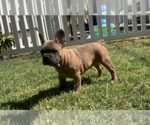 French Bulldog Puppy for sale in JURUPA VALLEY, CA, USA