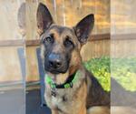 Small German Shepherd Dog Mix