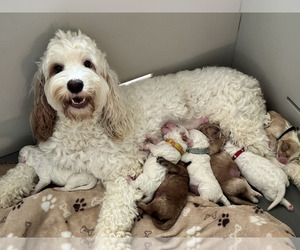 Mother of the Australian Labradoodle puppies born on 05/21/2025