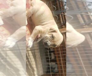 Cane Corso Puppy for sale in SANTA ANA, CA, USA