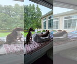 Small Photo #2 Mutt Puppy For Sale in Morganville, NJ, USA