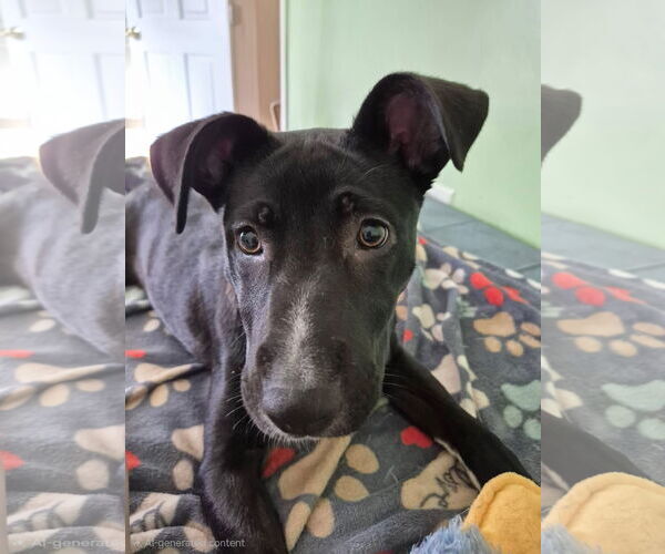 Medium Photo #3 Mutt Puppy For Sale in Germantown, OH, USA