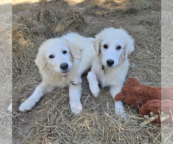 Medium Photo #4 Great Pyrenees Puppy For Sale in Croydon, NH, USA