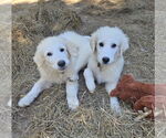 Small #3 Great Pyrenees