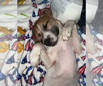 Small Photo #36 American Pit Bull Terrier-Treeing Walker Coonhound Mix Puppy For Sale in Spotsylvania, VA, USA