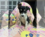 Small #1 Australian Shepherd Mix