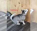 Small Photo #45 Siberian Husky Puppy For Sale in KING GEORGE, VA, USA