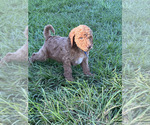 Puppy Bow Goldendoodle