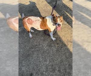 Boxer Dogs for adoption in Houston, TX, USA