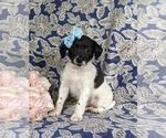 Small Photo #2 Goldendoodle-Jack Russell Terrier Mix Puppy For Sale in NOTTINGHAM, PA, USA