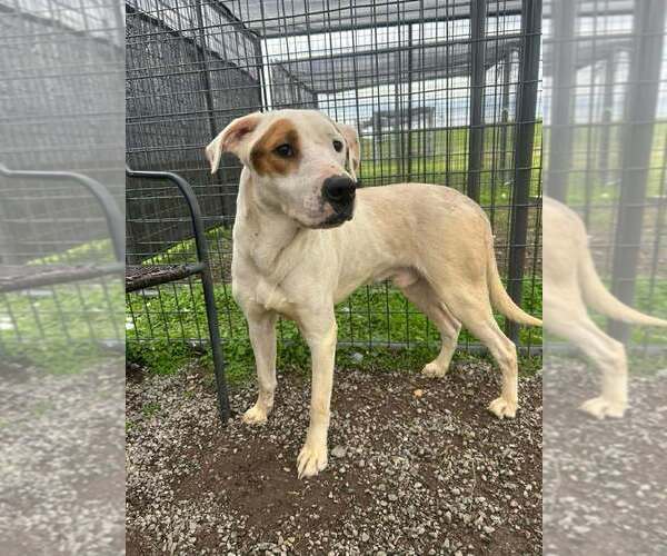 Medium Photo #4 Mutt Puppy For Sale in Abbeville, LA, USA