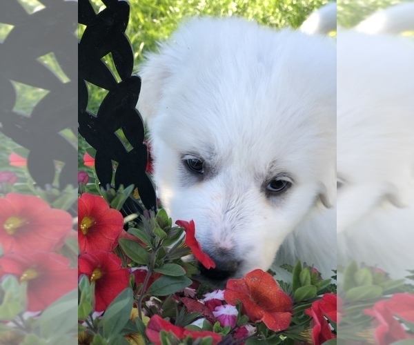 Medium Photo #12 Great Pyrenees Puppy For Sale in DEERFIELD, OH, USA