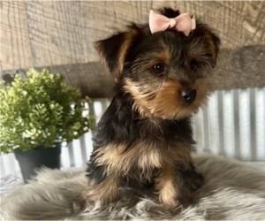 Yorkshire Terrier Puppy for sale in ORLANDO, FL, USA
