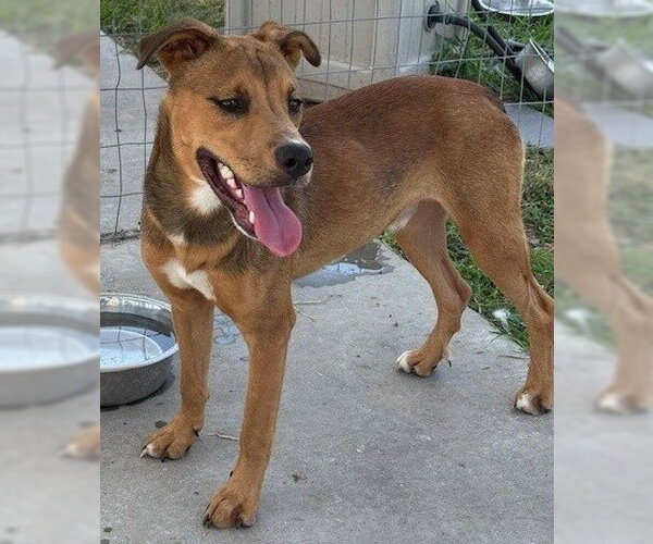 Medium Photo #2 Carolina Dog-Unknown Mix Puppy For Sale in Houston, TX, USA
