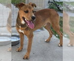Small #1 Carolina Dog Mix