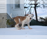 Small #2 American Bully