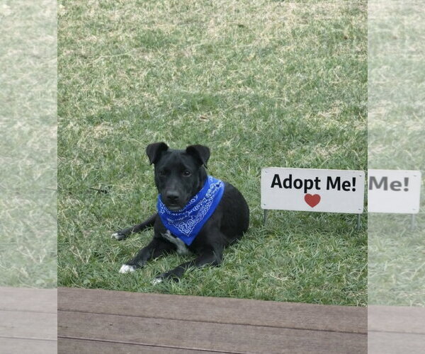 Medium Photo #4 Labrador Retriever-Unknown Mix Puppy For Sale in Euless, TX, USA