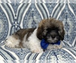 Small Photo #4 Lhasa-Poo Puppy For Sale in LAKELAND, FL, USA