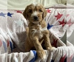 Small #2 Australian Labradoodle-Bernedoodle Mix