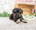 Small #12 Schnauzer (Miniature)