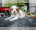 Small Photo #28 Cavalier King Charles Spaniel Puppy For Sale in NARVON, PA, USA