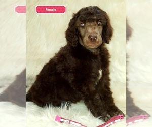 Poodle (Standard) Puppy for sale in SEAMAN, OH, USA