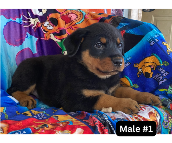 Medium Photo #4 Rottweiler Puppy For Sale in HACKETT, AR, USA