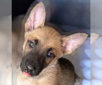 Small #11 German Shepherd Dog Mix