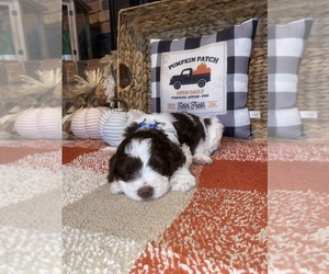 Springerdoodle Puppy for sale in NORTH AUGUSTA, SC, USA
