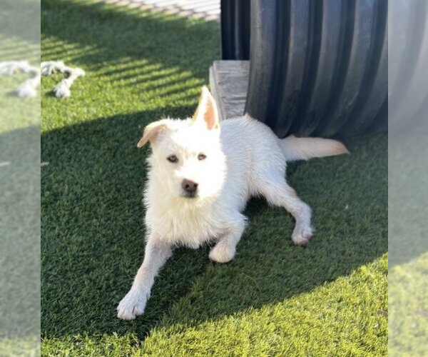 Medium Photo #2 Labrador Retriever-Unknown Mix Puppy For Sale in La Verne, CA, USA