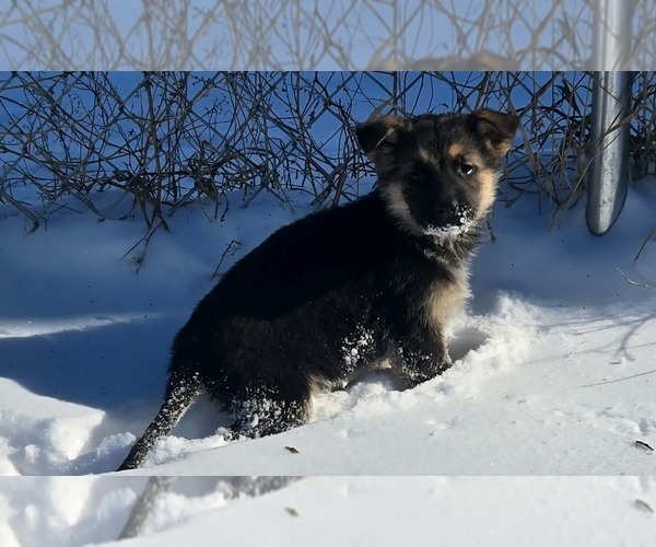 Medium Photo #1 German Shepherd Dog Puppy For Sale in RIGA, MI, USA