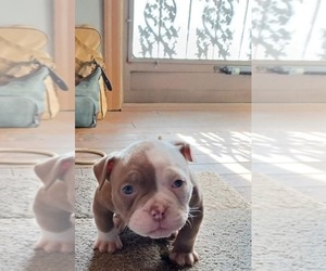 American Bully Puppy for sale in GARY, IN, USA