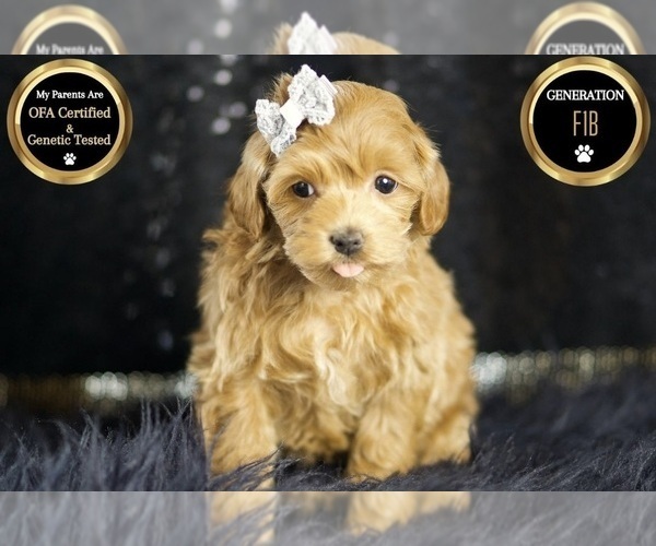 Medium Photo #7 Maltipoo Puppy For Sale in WARSAW, IN, USA