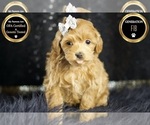 Small Photo #111 Maltipoo Puppy For Sale in WARSAW, IN, USA