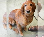 Small #1 Golden Retriever
