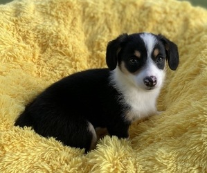 Aussie-Corgi Puppy for Sale in MAGNOLIA, Arkansas USA