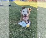 Small American Staffordshire Terrier Mix