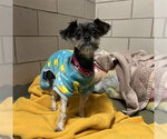 Small Shih Tzu Mix
