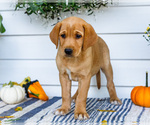 Small #4 Golden Retriever-Jack Russell Terrier Mix