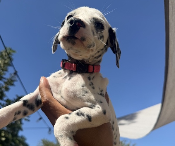 Medium Photo #1 Dalmatian Puppy For Sale in COLTON, CA, USA