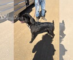 Small #5 Labrador Retriever Mix