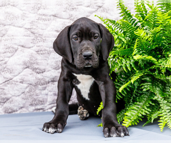 Medium Photo #9 Great Dane Puppy For Sale in WAKARUSA, IN, USA