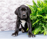 Small #7 Great Dane